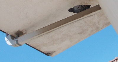 grondaia piccioni DSCN3810_2.JPG