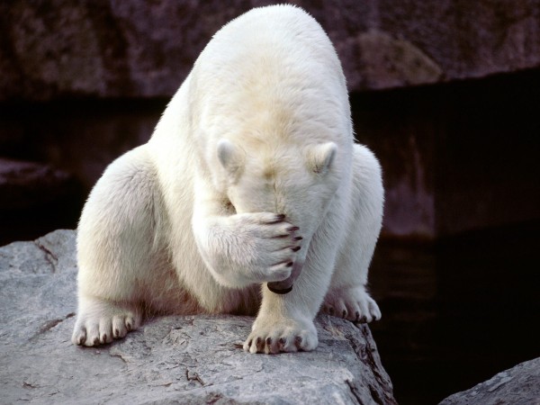 orso.jpg
