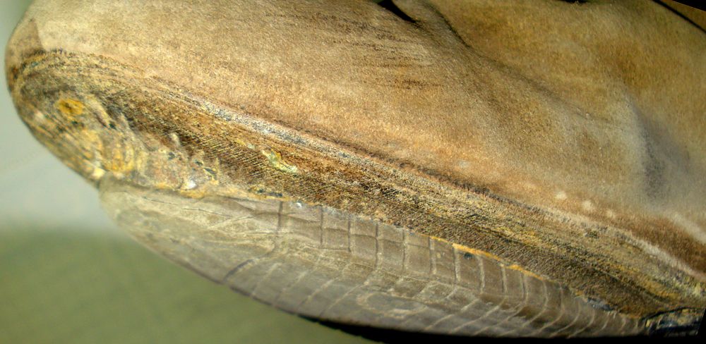 scarpone dx timberland dopo pulizia DSC00636_2.JPG